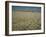 Harvest Story: Combines Harvest Wheat at Ranch in Texas-Ralph Crane-Framed Photographic Print