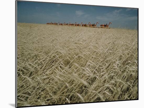 Harvest Story: Combines Harvest Wheat at Ranch in Texas-Ralph Crane-Mounted Photographic Print