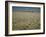 Harvest Story: Combines Harvest Wheat at Ranch in Texas-Ralph Crane-Framed Photographic Print