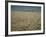 Harvest Story: Combines Harvest Wheat at Ranch in Texas-Ralph Crane-Framed Photographic Print