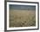 Harvest Story: Combines Harvest Wheat at Ranch in Texas-Ralph Crane-Framed Photographic Print