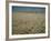 Harvest Story: Combines Harvest Wheat at Ranch in Texas-Ralph Crane-Framed Photographic Print