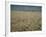 Harvest Story: Combines Harvest Wheat at Ranch in Texas-Ralph Crane-Framed Photographic Print