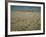 Harvest Story: Combines Harvest Wheat at Ranch in Texas-Ralph Crane-Framed Photographic Print