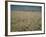 Harvest Story: Combines Harvest Wheat at Ranch in Texas-Ralph Crane-Framed Photographic Print