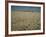 Harvest Story: Combines Harvest Wheat at Ranch in Texas-Ralph Crane-Framed Photographic Print