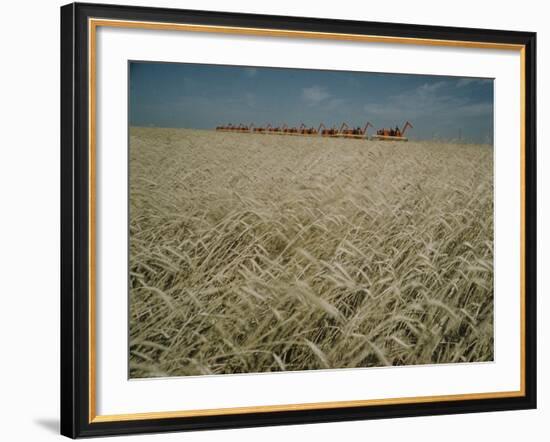 Harvest Story: Combines Harvest Wheat at Ranch in Texas-Ralph Crane-Framed Photographic Print