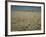 Harvest Story: Combines Harvest Wheat at Ranch in Texas-Ralph Crane-Framed Photographic Print