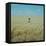 Harvest Story: Farmer Stands Chest Deep in Wheat, Texas-Ralph Crane-Framed Premier Image Canvas