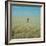 Harvest Story: Farmer Stands Chest Deep in Wheat, Texas-Ralph Crane-Framed Photographic Print