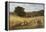 Harvest Time Near Holmbury Hill, Surrey-George Vicat Cole-Framed Premier Image Canvas