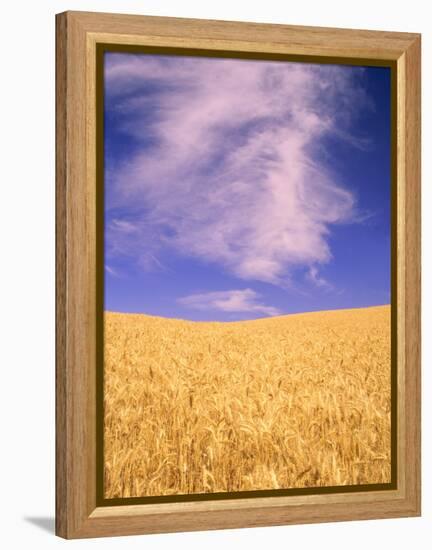 Harvest Time Wheat Crop, Palouse, Washington, USA-Terry Eggers-Framed Premier Image Canvas