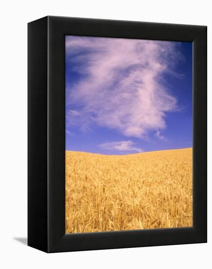 Harvest Time Wheat Crop, Palouse, Washington, USA-Terry Eggers-Framed Premier Image Canvas