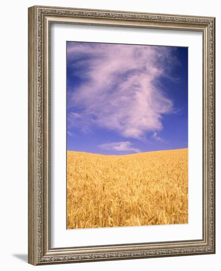 Harvest Time Wheat Crop, Palouse, Washington, USA-Terry Eggers-Framed Photographic Print