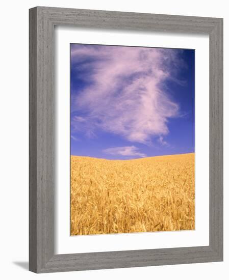 Harvest Time Wheat Crop, Palouse, Washington, USA-Terry Eggers-Framed Photographic Print