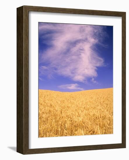 Harvest Time Wheat Crop, Palouse, Washington, USA-Terry Eggers-Framed Photographic Print