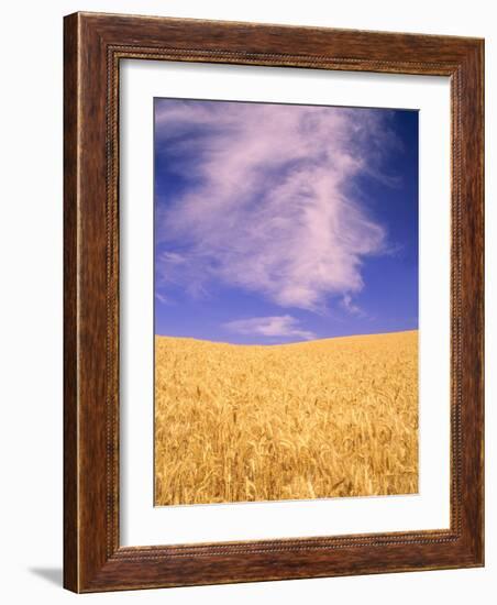 Harvest Time Wheat Crop, Palouse, Washington, USA-Terry Eggers-Framed Photographic Print