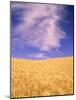 Harvest Time Wheat Crop, Palouse, Washington, USA-Terry Eggers-Mounted Photographic Print