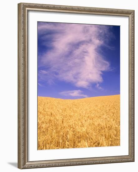 Harvest Time Wheat Crop, Palouse, Washington, USA-Terry Eggers-Framed Photographic Print