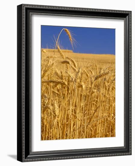 Harvest Time Wheat Crop, Palouse, Washington, USA-Terry Eggers-Framed Photographic Print