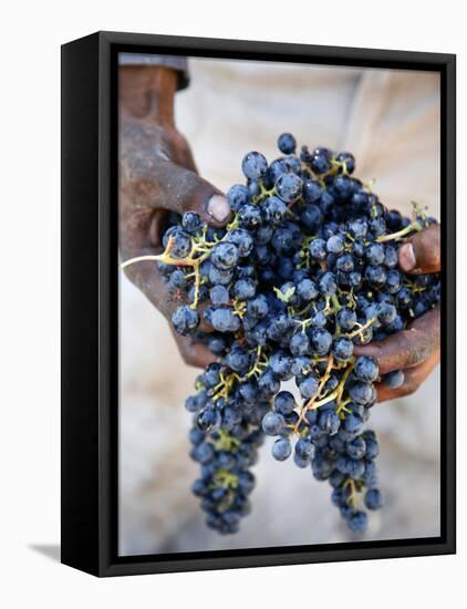 Harvest Worker Holding Malbec Wine Grapes, Mendoza, Argentina, South America-Yadid Levy-Framed Premier Image Canvas