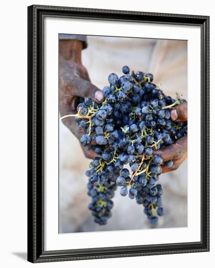 Harvest Worker Holding Malbec Wine Grapes, Mendoza, Argentina, South America-Yadid Levy-Framed Photographic Print