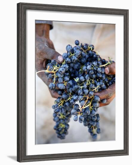 Harvest Worker Holding Malbec Wine Grapes, Mendoza, Argentina, South America-Yadid Levy-Framed Photographic Print