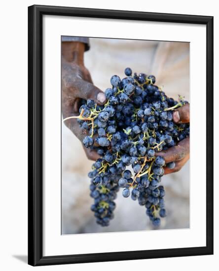 Harvest Worker Holding Malbec Wine Grapes, Mendoza, Argentina, South America-Yadid Levy-Framed Photographic Print