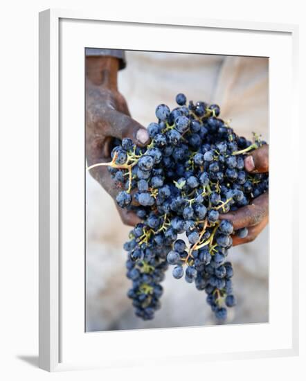 Harvest Worker Holding Malbec Wine Grapes, Mendoza, Argentina, South America-Yadid Levy-Framed Photographic Print