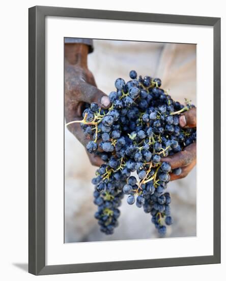 Harvest Worker Holding Malbec Wine Grapes, Mendoza, Argentina, South America-Yadid Levy-Framed Photographic Print