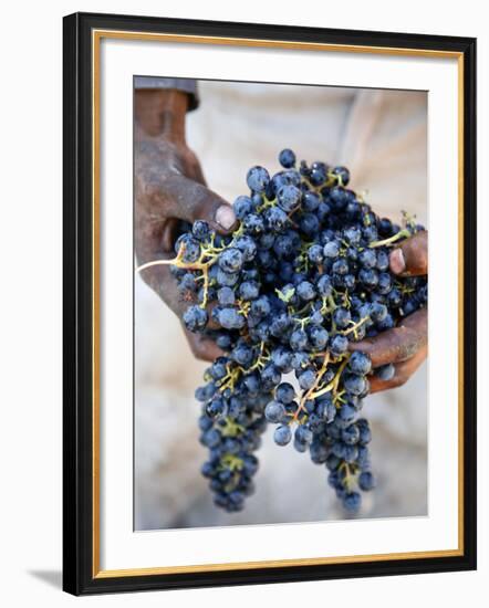 Harvest Worker Holding Malbec Wine Grapes, Mendoza, Argentina, South America-Yadid Levy-Framed Photographic Print