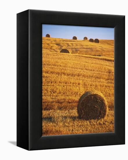 Harvested Fields of Hay-Jim Craigmyle-Framed Premier Image Canvas