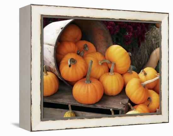 Harvested Pumpkins-Tony Craddock-Framed Premier Image Canvas