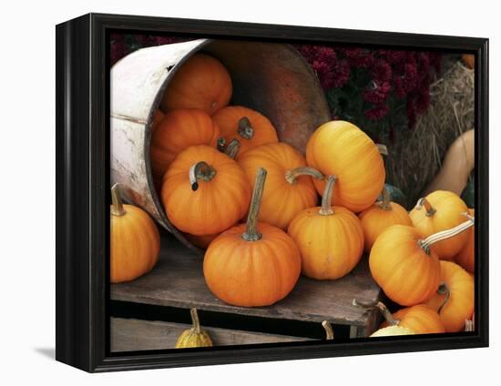 Harvested Pumpkins-Tony Craddock-Framed Premier Image Canvas