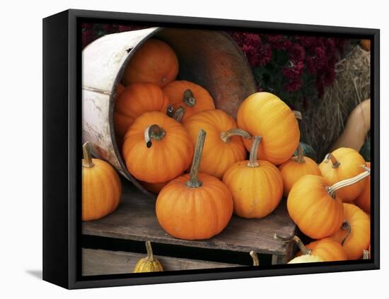 Harvested Pumpkins-Tony Craddock-Framed Premier Image Canvas