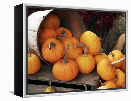 Harvested Pumpkins-Tony Craddock-Framed Premier Image Canvas