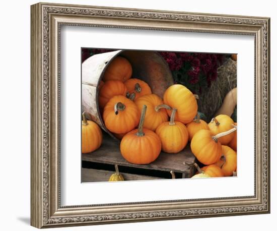 Harvested Pumpkins-Tony Craddock-Framed Premium Photographic Print