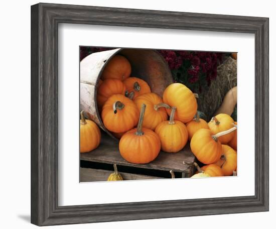 Harvested Pumpkins-Tony Craddock-Framed Premium Photographic Print