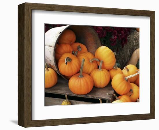 Harvested Pumpkins-Tony Craddock-Framed Premium Photographic Print