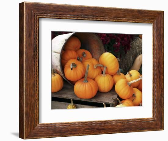 Harvested Pumpkins-Tony Craddock-Framed Premium Photographic Print