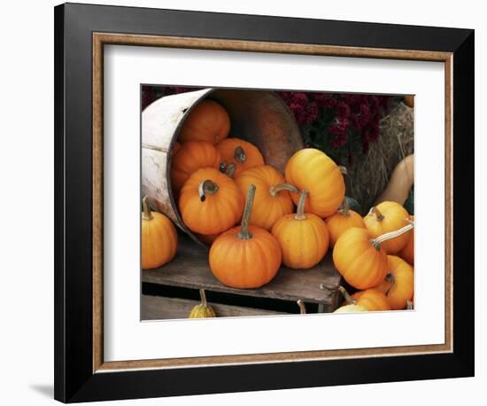 Harvested Pumpkins-Tony Craddock-Framed Premium Photographic Print