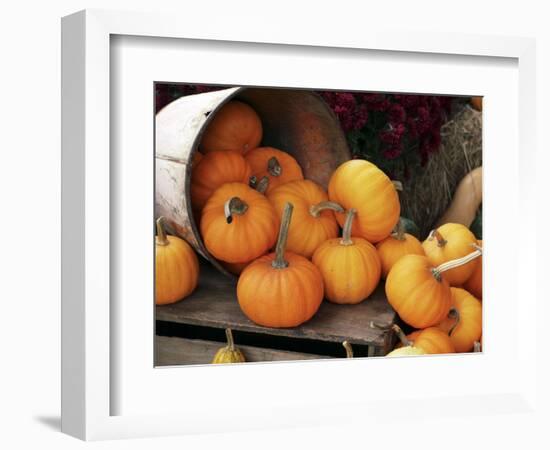 Harvested Pumpkins-Tony Craddock-Framed Premium Photographic Print