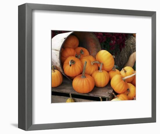 Harvested Pumpkins-Tony Craddock-Framed Premium Photographic Print