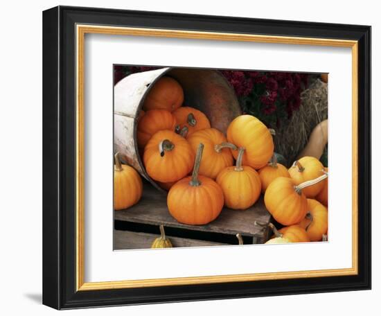 Harvested Pumpkins-Tony Craddock-Framed Premium Photographic Print