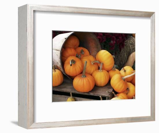 Harvested Pumpkins-Tony Craddock-Framed Premium Photographic Print