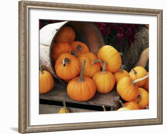 Harvested Pumpkins-Tony Craddock-Framed Photographic Print