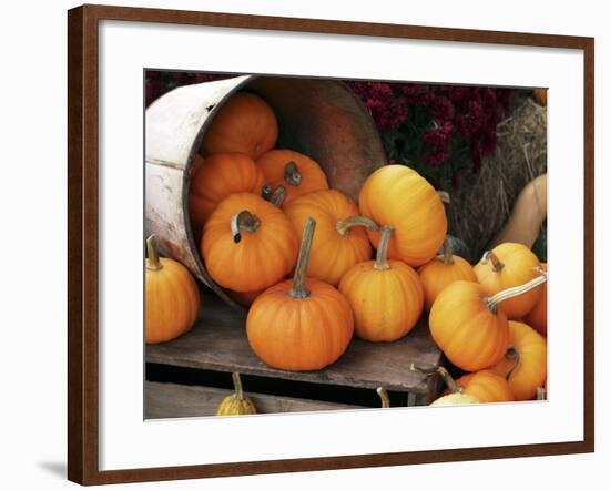 Harvested Pumpkins-Tony Craddock-Framed Photographic Print