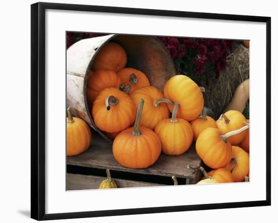 Harvested Pumpkins-Tony Craddock-Framed Photographic Print