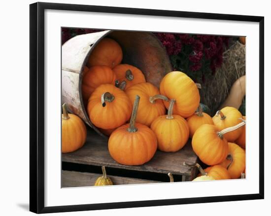 Harvested Pumpkins-Tony Craddock-Framed Photographic Print