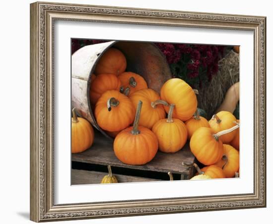 Harvested Pumpkins-Tony Craddock-Framed Photographic Print